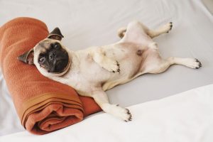 Hemleveranser underlättar vardagen för djurägare